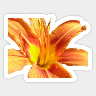 Beautiful photograph of an orange lily flower Sticker